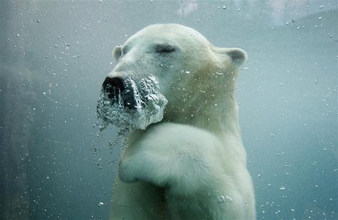 A polar bear swims underwater at the St-Felicien Wildlife Zoo in St-Felicien, Quebec, in this October 31, 2011 file photo. Polar bears' desi A polar bear swims underwater at the St-Felicien Wildlife Zoo in St-Felicien, Quebec, in this October 31, 2011 file photo. Polar bears' desi