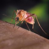 A Culex quinquefasciatus mosquito on a human finger in this undated handout photograph from the Centers for Disease Control and Prevention ( A Culex quinquefasciatus mosquito on a human finger in this undated handout photograph from the Centers for Disease Control and Prevention (