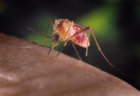 A Culex quinquefasciatus mosquito on a human finger in this undated handout photograph from the Centers for Disease Control and Prevention ( A Culex quinquefasciatus mosquito on a human finger in this undated handout photograph from the Centers for Disease Control and Prevention (