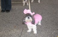 Doggie Costume Contest 2012: Cover Image