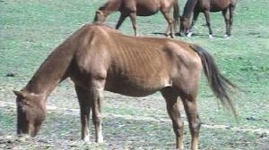 some are having a hard time being able to afford feeding their horses some are having a hard time being able to afford feeding their horses