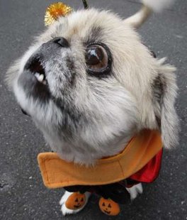 A dog in a Halloween-themed outfit A dog in a Halloween-themed outfit