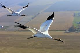 whooping crane whooping crane