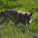 wolf wolf