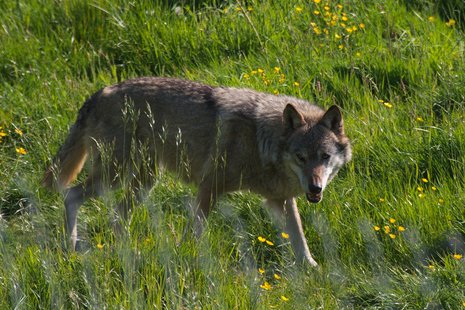 wolf wolf