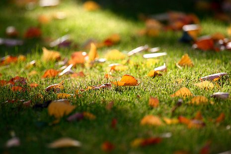 leaves
leaves