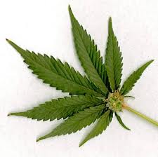 pot pot