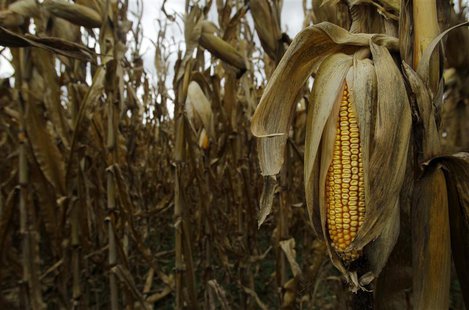 The last of the 2012 drought-stricken corn is seen at Mayne's Tree Farm in Buckeystown, Maryland October 27, 2012. REUTERS/Gary Cameron The last of the 2012 drought-stricken corn is seen at Mayne's Tree Farm in Buckeystown, Maryland October 27, 2012. REUTERS/Gary Cameron
