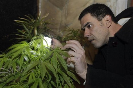 Marijuana grower and activist Juan Vaz checks a Marijuana plant using a cell phone for light in Montevideo in this August 9, 2012 file photo Marijuana grower and activist Juan Vaz checks a Marijuana plant using a cell phone for light in Montevideo in this August 9, 2012 file photo