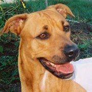 "Mary" the shepherd-lab cross that died of abuse in Wausau