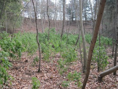 Some of the 1,700 immature plants found at the growing site during a recent raid. Some of the 1,700 immature plants found at the growing site during a recent raid.