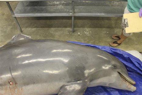 A bottlenose dolphin is found shot and dead in the water in this handout photo from the Institute for Marine Mammal Studies taken in Ocean S A bottlenose dolphin is found shot and dead in the water in this handout photo from the Institute for Marine Mammal Studies taken in Ocean S