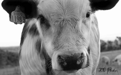 cow cow