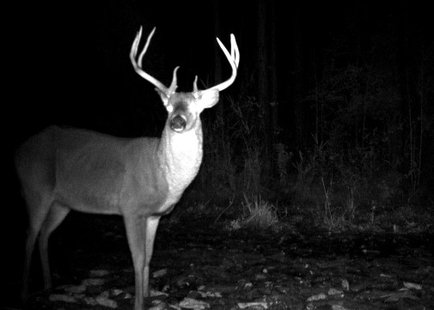 Deer at night Deer at night