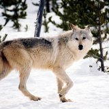 Gray wolf Gray wolf