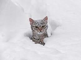 cat in snow cat in snow