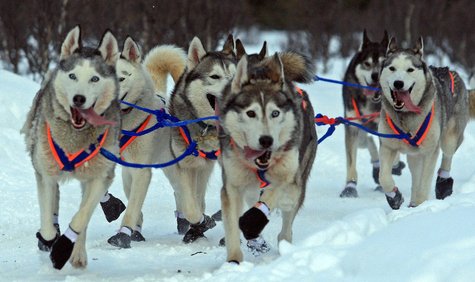sled dogs sled dogs