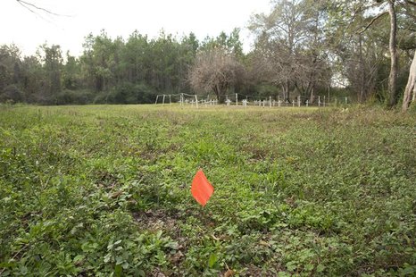 A survey flag left by University of South Florida researchers is pictured at the cemetery of the former Arthur G. Dozier School for Boys in A survey flag left by University of South Florida researchers is pictured at the cemetery of the former Arthur G. Dozier School for Boys in