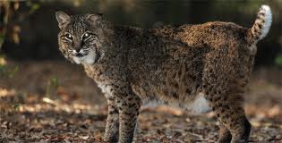 Indiana Bobcat Indiana Bobcat