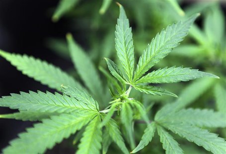 Marijuana plants are displayed for sale at Canna Pi medical marijuana dispensary in Seattle, Washington, November 27, 2012. REUTERS/Anthony Marijuana plants are displayed for sale at Canna Pi medical marijuana dispensary in Seattle, Washington, November 27, 2012. REUTERS/Anthony