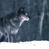 A Gray Wolf is shown in a Michigan Department of Natural Resources stock image. Source: http://www.michigan.gov/dnr/0,1607,7-153-10370_12145_12205-32569--,00.html A Gray Wolf is shown in a Michigan Department of Natural Resources stock image. Source: http://www.michigan.gov/dnr/0,1607,7-153-10370_12145_12205-32569--,00.html