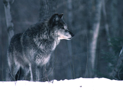 A Gray Wolf is shown in a Michigan Department of Natural Resources stock image. Source: http://www.michigan.gov/dnr/0,1607,7-153-10370_12145_12205-32569--,00.html A Gray Wolf is shown in a Michigan Department of Natural Resources stock image. Source: http://www.michigan.gov/dnr/0,1607,7-153-10370_12145_12205-32569--,00.html