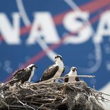 A family of Osprey are seen outside the NASA Kennedy Space Center Vehicle Assembly Building (VAB) in Cape Canaveral, Florida on Thursday May A family of Osprey are seen outside the NASA Kennedy Space Center Vehicle Assembly Building (VAB) in Cape Canaveral, Florida on Thursday May