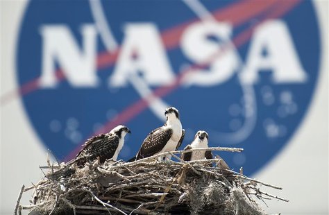 A family of Osprey are seen outside the NASA Kennedy Space Center Vehicle Assembly Building (VAB) in Cape Canaveral, Florida on Thursday May A family of Osprey are seen outside the NASA Kennedy Space Center Vehicle Assembly Building (VAB) in Cape Canaveral, Florida on Thursday May