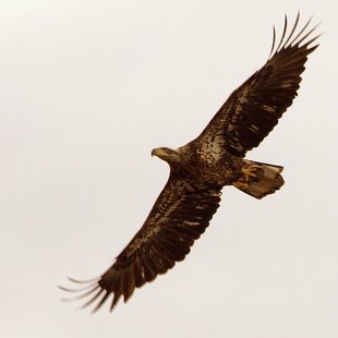 Eagle Eagle
