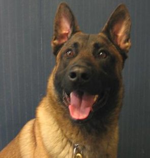 "Lord" is the Everest Metro Police Department's K9 officer, started service in 2005 and is scheduled to retire in 2013. "Lord" is the Everest Metro Police Department's K9 officer, started service in 2005 and is scheduled to retire in 2013.