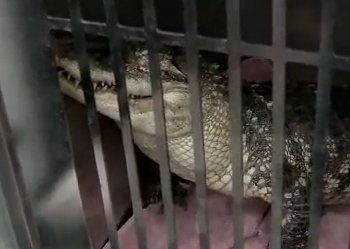 Alligator rescued from garbage pile in Detroit. Alligator rescued from garbage pile in Detroit.