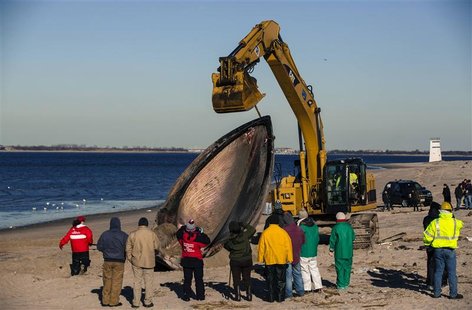 Researches use heavy machinery to perform a necropsy on a dead finback whale that had washed up on the shore of the Queens borough region of Researches use heavy machinery to perform a necropsy on a dead finback whale that had washed up on the shore of the Queens borough region of