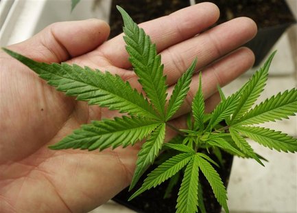 A marijuana starter plant is for sale at Canna Pi medical marijuana dispensary in Seattle, Washington in this November 20, 2012 file photogr A marijuana starter plant is for sale at Canna Pi medical marijuana dispensary in Seattle, Washington in this November 20, 2012 file photogr