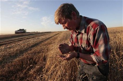 An employee inspects wheat in a field of the "Svetlolobovskoye" farm outside the village of Svetlolobovo, some 390 km south of Russia's Sibe An employee inspects wheat in a field of the "Svetlolobovskoye" farm outside the village of Svetlolobovo, some 390 km south of Russia's Sibe