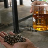 A worker shows a sample of biodiesel made from castor beans (L) at a biodiesel refinery in Iraquara, 310 miles (500 km) west of the Bahia st A worker shows a sample of biodiesel made from castor beans (L) at a biodiesel refinery in Iraquara, 310 miles (500 km) west of the Bahia st