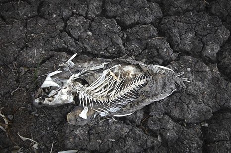 A dead carp in one of the dried up pools at Cheyenne Bottoms Wildlife Area, in Great Bend, Kansas in this file photo taken August 7, 2012. R A dead carp in one of the dried up pools at Cheyenne Bottoms Wildlife Area, in Great Bend, Kansas in this file photo taken August 7, 2012. R