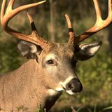 Deer (Photo: Wisconsin Radio Network) Deer (Photo: Wisconsin Radio Network)