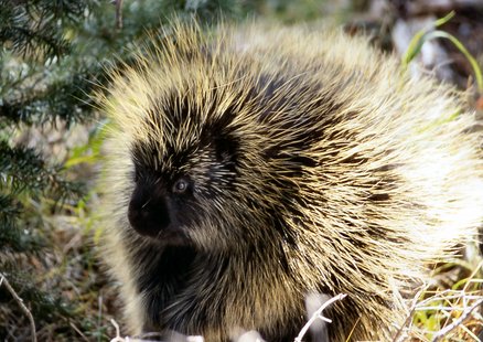 Porcupine (courtesy of Wikipedia) Porcupine (courtesy of Wikipedia)