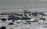 Frozen Sheboygan :: 1/21/13 3