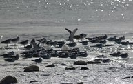 Frozen Sheboygan :: 1/21/13 3
