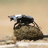 A species of South African dung beetle is seen in this undated handout photo from University of the Witwatersrand released January 25, 2013. A species of South African dung beetle is seen in this undated handout photo from University of the Witwatersrand released January 25, 2013.