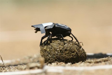 A species of South African dung beetle is seen in this undated handout photo from University of the Witwatersrand released January 25, 2013. A species of South African dung beetle is seen in this undated handout photo from University of the Witwatersrand released January 25, 2013.
