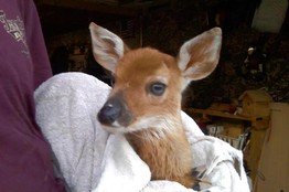 Dani The Deer Dani The Deer