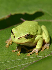 Tree frog Tree frog