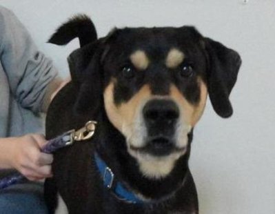 Scout (Lincoln County Humane Society) Scout (Lincoln County Humane Society)