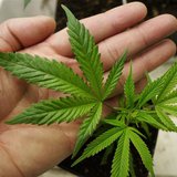 A marijuana starter plant is for sale at a medical marijuana dispensary in Seattle, Washington, in this November 20, 2012 file photo. REUTER A marijuana starter plant is for sale at a medical marijuana dispensary in Seattle, Washington, in this November 20, 2012 file photo. REUTER