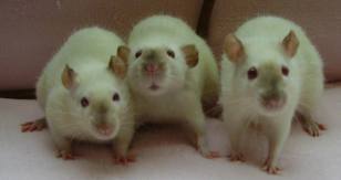 Rats Rats