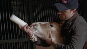 Three-Week-Old Star Of Budweiser's Super Bowl Ad "Hope" Three-Week-Old Star Of Budweiser's Super Bowl Ad "Hope"