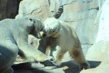 a polar bear kiss? a polar bear kiss?