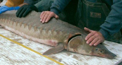 Sturgeon Sturgeon